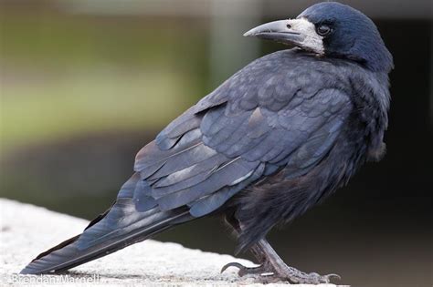 Грак  Corvus frugilegus, грач  — Птахи України