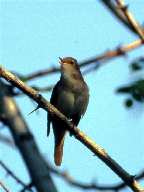 طائر العندليب Nightingale‏