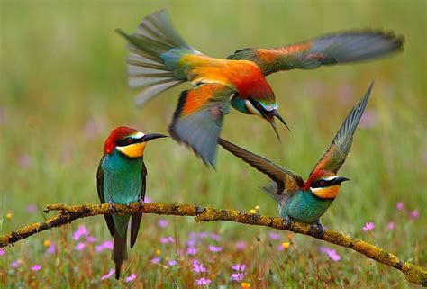 ஜ۩۞۩ஜ Azulestrellla ஜ۩۞۩ஜ: Imágenes de bellas y exóticas aves