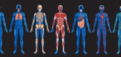 مجموعة صور تشريحية للتعريف عن كيفية تركيب جسم الإنسان #www.croroch.com ...