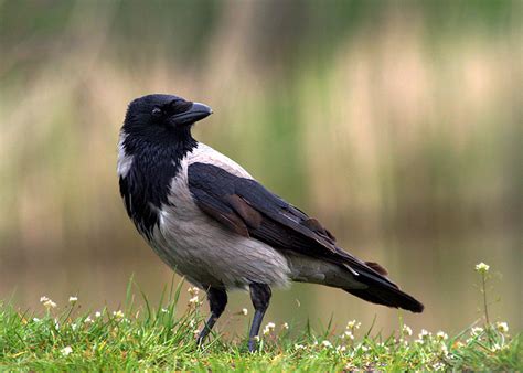 Ворона сіра Corvus corone cornix, серая ворона — Птахи ...