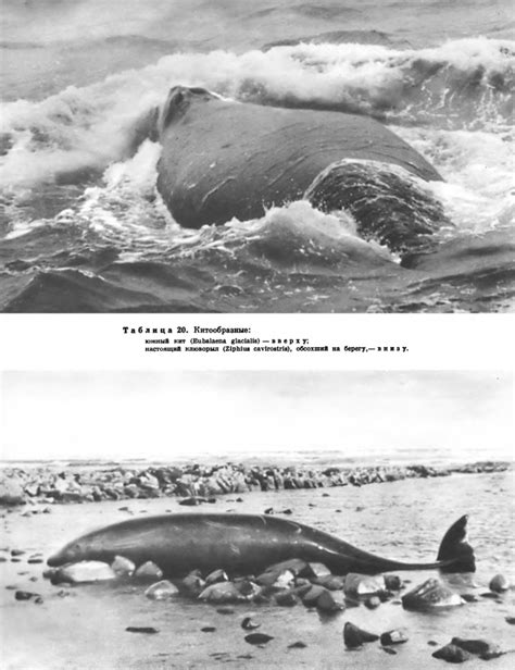 Семейство Гладкие, или Настоящие, киты  Balaenidae    это ...