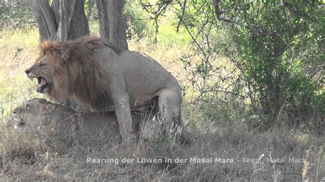 STAFA REISEN Video: Paarung der Löwen, Masai Mara   YouTube