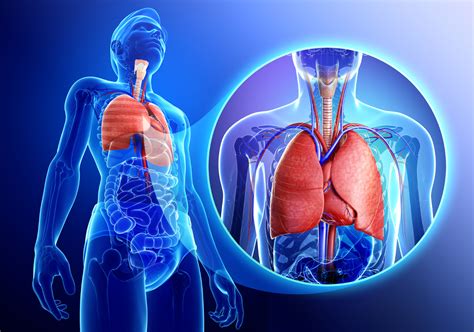 Stage 3 Lung Cancer Survival Rate   Health Hearty
