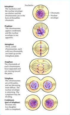 Stages Of Mitosis Diagram – bestharleylinks.info | Study biology ...