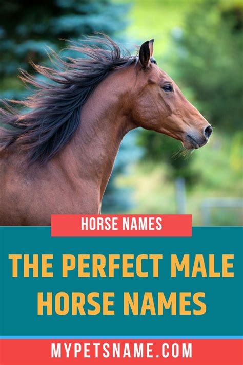 Stallions are majestic creatures and they deserve timeless perfect male ...