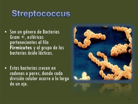 Staphylococcus y Streptococcus