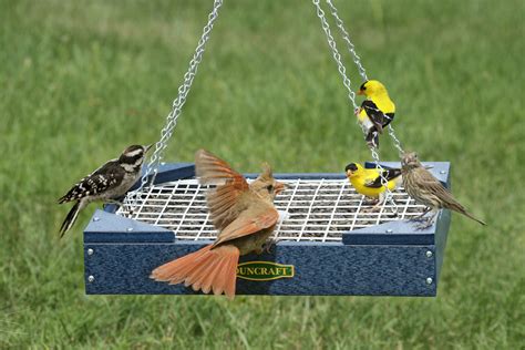 Start Feeding the Birds in Your Own Backyard