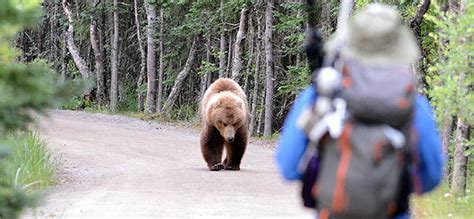 Staying Safe Around Bears Bears U.S. National Park Service