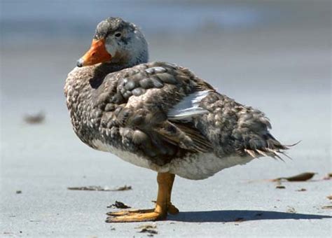 Steamer duck | bird | Britannica.com