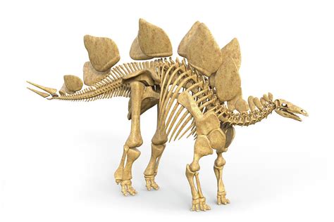Stegosaurus Dinosaur Skeleton Photograph by Roger Harris ...