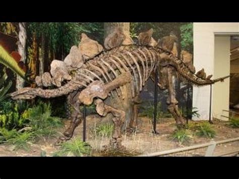 Stegosaurus | Enciclopedia sobre Dinosaurios   YouTube