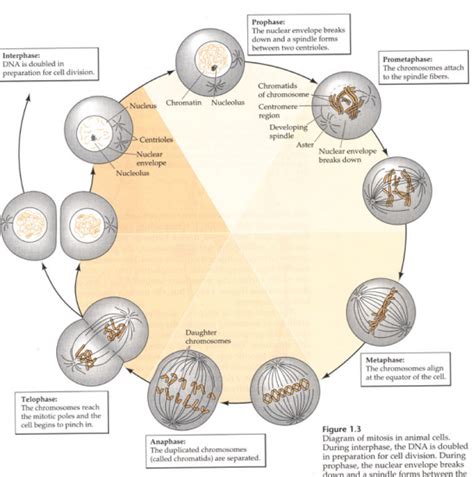 Stem Cell: division celular: mitosis