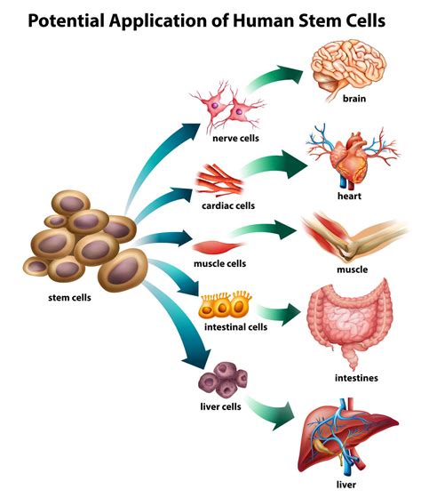 Stem Cells And High Blood Pressure