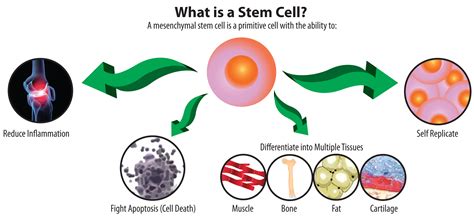Stem Cells Banking