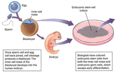 Stem Cells   Crystalinks