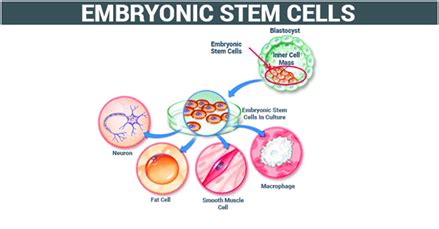 Stem Cells   Types, Sources and Its Importance in the ...