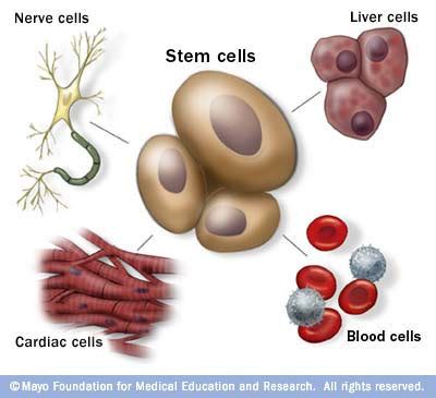 Stem cells: What they are and what they do   Mayo Clinic