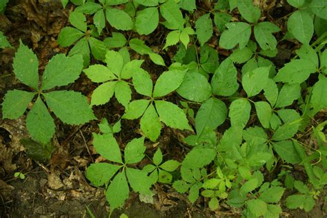 Stinchfield Woods: Caretaker s Blog: I spy poison ivy!