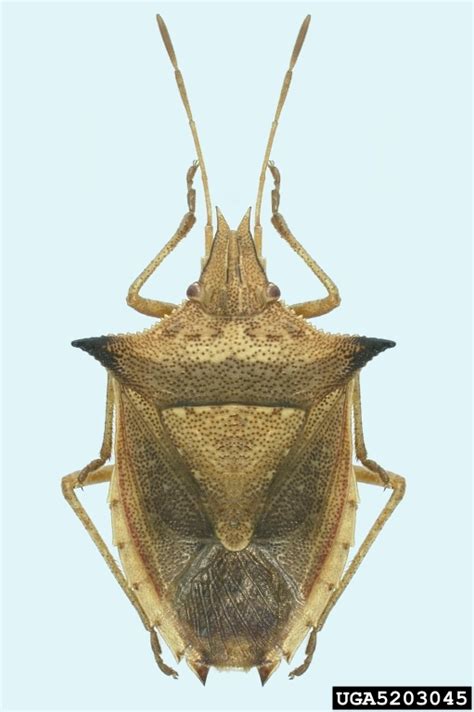 stink bug, Dichelops melacanthus  Hemiptera: Pentatomidae ...