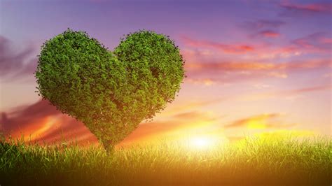 Stock Images love image, heart, tree, 5k, Stock Images #14863