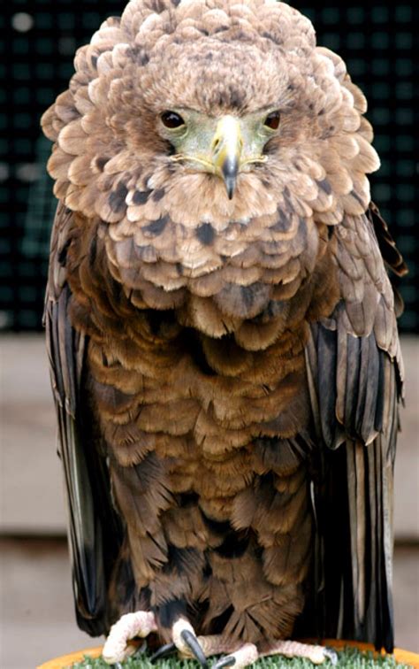 Stonham Barns: Spending a day with the birds of prey at ...