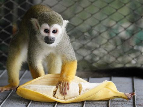 Stop Feeding Your Monkeys Bananas   Business Insider