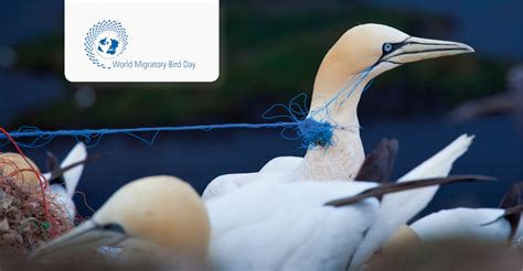 STORIES | World Migratory Bird Day