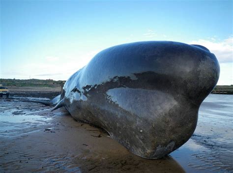 Stranded 44ft sperm whale dies after being washed up on ...