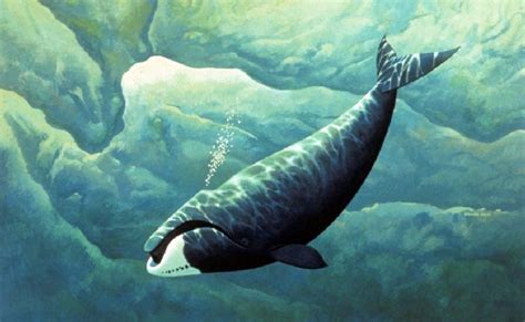 Strange Waters: January 7, 2011 : Bowhead Whale