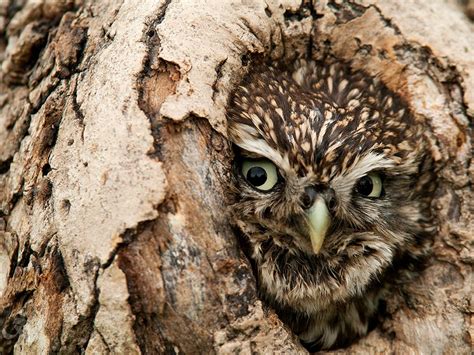 Strigiformes  Owls    Awwducational