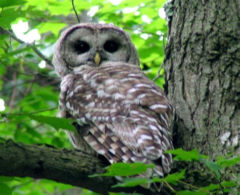 Strigiformes   owls | Wildlife Journal Junior