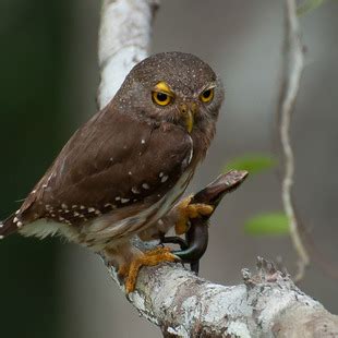 Strigiformes | WikiAves   A Enciclopédia das Aves do Brasil
