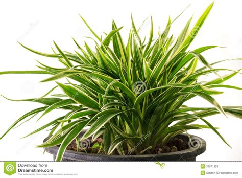 Striped Dracaena Plant stock image. Image of nature ...