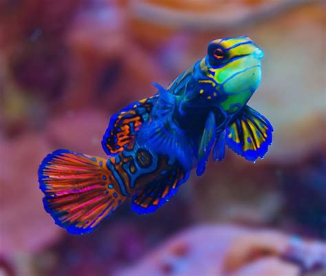 Striped Mandarinfish: Characteristics, types, care and ...
