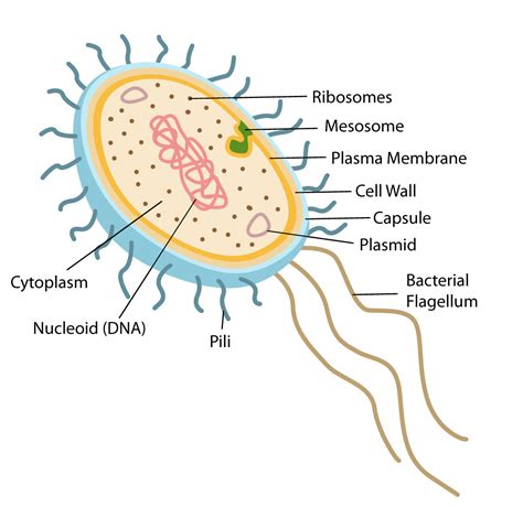 Structure and Function of Prokaryotic Cells
