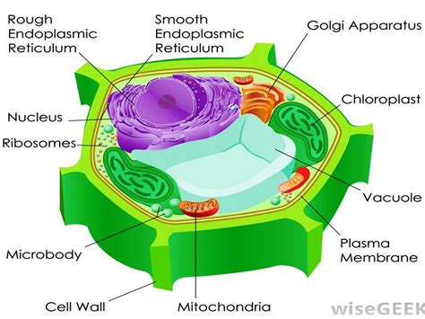 STRUCTURE OF A PLANT CELL   YouTube