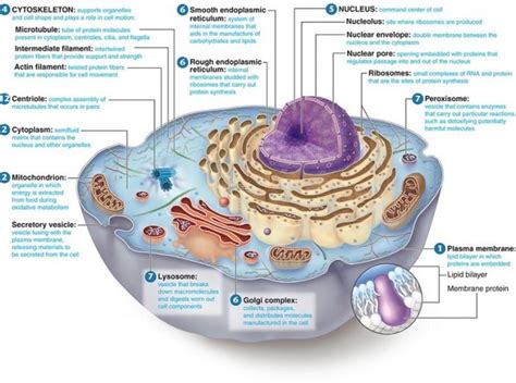 Structure of Cell – Membrane, Cytoplasm, and Organelles ...