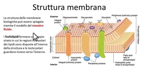 Struttura della membrana cellulare plasmatica. Membrana ...