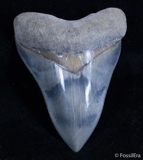 Stunning 5.21 Inch Mays River Megalodon Tooth For Sale ...