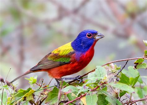 Stunning Birds of the Sacred Forest | EcoLogic Development ...