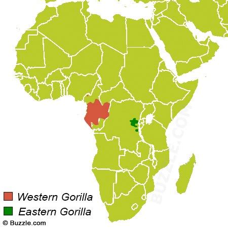 Stupefying Facts About the Gorilla Habitat