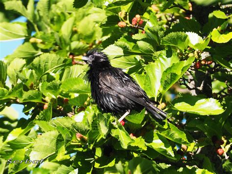 Sturnus Unicolor  Estornino Negro  – Naturaleza Para Todos