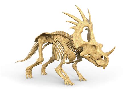 Styracosaurus Dinosaur Skeleton Photograph by Roger Harris ...
