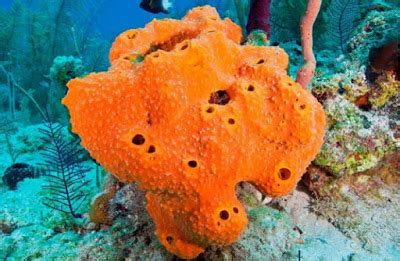 Sub Sea Systems   Our World: Super Spectacular Sea Sponges!