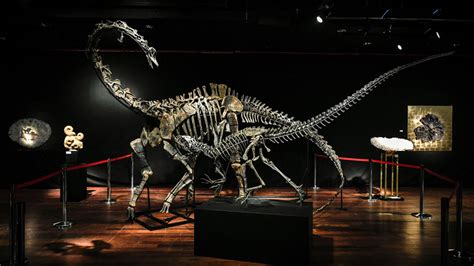 Subastan dos esqueletos de dinosaurio por más de 1.7 millones de ...