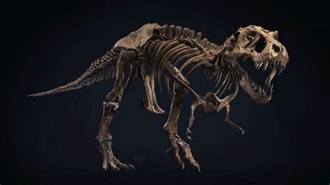 Subastan el esqueleto de un dinosaurio T Rex y podría ...