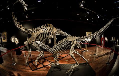 Subastarán esqueletos de dinosaurios en París | Notisistema