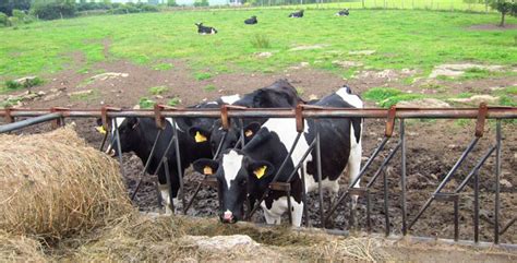 Sube la producción láctea en Cantabria a pesar del cierre ...