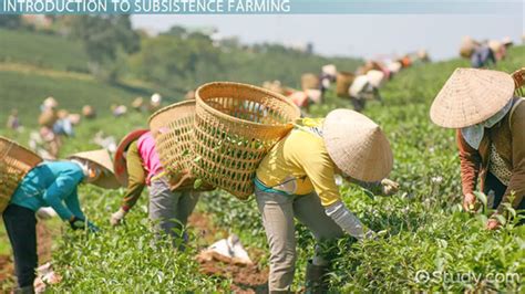 Subsistence Farming: Definition & Examples   Video ...